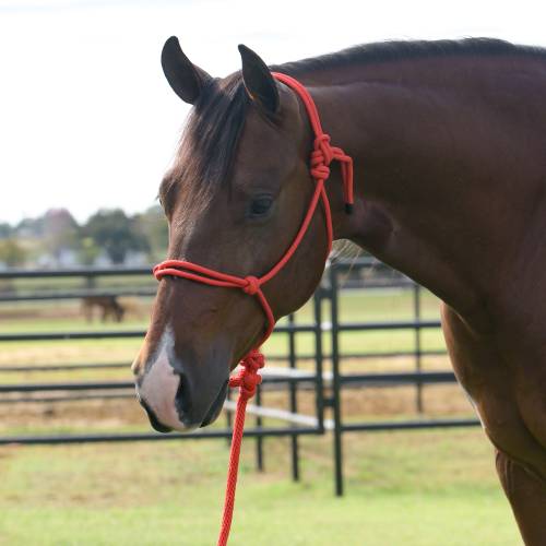 PROFESSIONAL CHOICE EQUISENTIAL ROPE HALTER