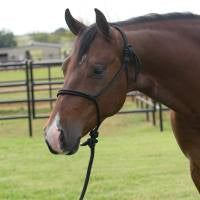 PROFESSIONAL’S CHOICE EQUISENTIAL ROPE HALTER